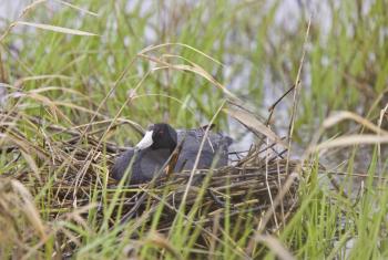 Coot on nest in Saskatchewan Canada waterhen