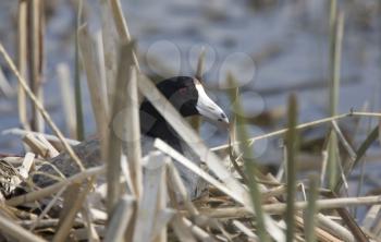 Coot on nest in Saskatchewan Canada waterhen