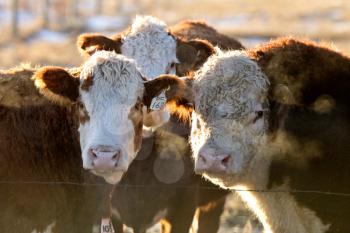 Cows cattle huddled in winter in Saskatchewan Canada