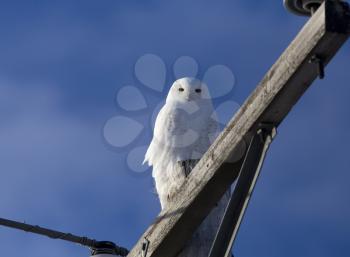 Snowy Owl in Saskatchewan Canada in winter