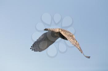 Snowy Owl in Saskatchewan Canada in winter in flight