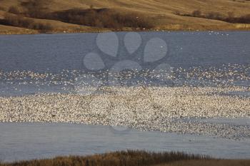 Snow Geese on Buffalo Pound Lake in flight Saskatchewan