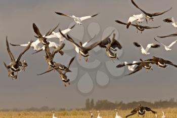 Snow geese in flight rural Saskatchewan