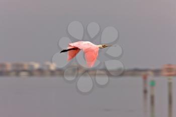 Rosette Spoonbill flying over Florida waters