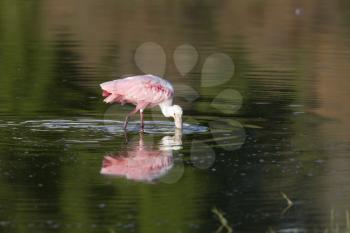 Rosette Spoonbill and its reflection in Florida waters