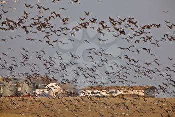 Snow Geese And Whie Fronted Geese Canada in Flight