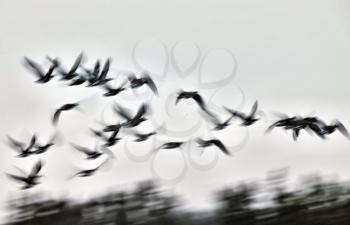Motion Bluurred Panned  Snow Geese