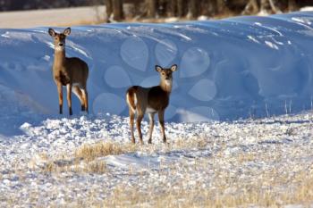 White Tail Deer in Winter