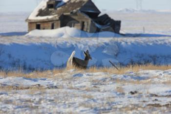 White Tail Deer in Winter Canada