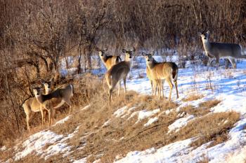 Deer in Winter Saskatchewan Canada