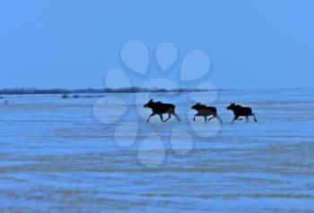 Prairie Moose in Winter Saskatchewan Canada