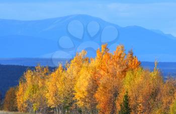 Autumn Aspens in British Columbia