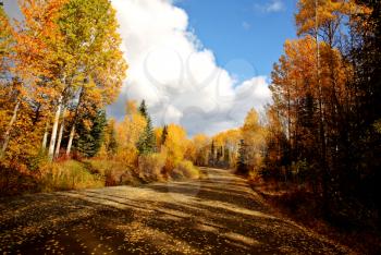 clouds and autumn leaves along British Columbia backroad