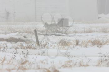 Coyote in the Mist running Saskathewan Canada