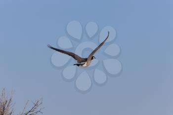 Canada Geese in Flight Saskatchewan