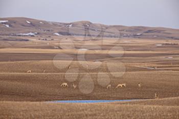 Deer in Rolling Hills Saskatchewan Canada