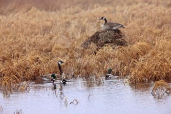Canada Geese and Mallard Ducks in Spring