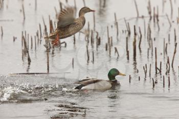 Male and Female Mallard Ducks Canada