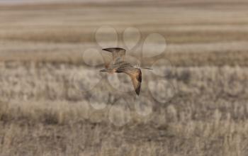 Curlew in FLight Saskatchewan Canada