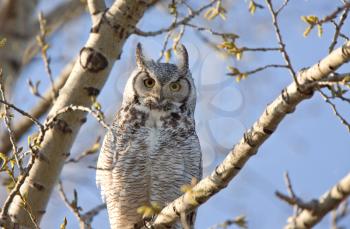 Great Horned Owl Saskatchewan 