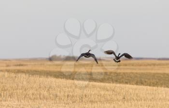 Canada Geese in Flight on Prairie Saskatchewan