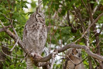 two Great Horned Owl fledglings perched in tree