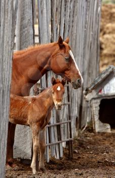 Mare and foal behind board fence