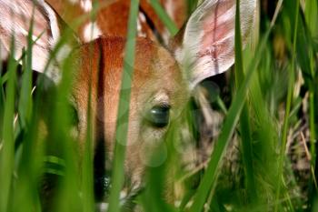 White tailed Deer fawn hiding in grass