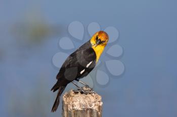 Male Yellow headed Blackbird perched on post