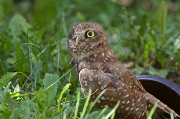 Burrowing Owl near culvert