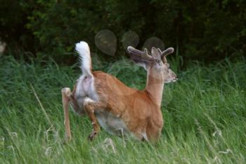 White tailed Deer buck leaping through tall grass