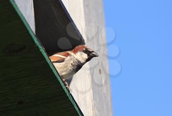 Male House Sparrow on perch