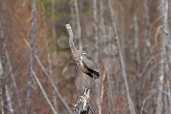 Great Blue Heron perched on tree stump