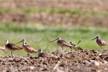 Marbled Godwits at nesting site 