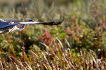 Great Blue Heron flying over Saskatchewan marsh