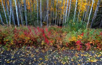 Fallen leaves near aspen forest in Northern British Columbia