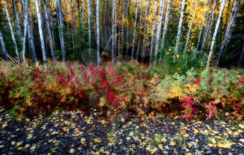 Fallen leaves near aspen forest in Northern British Columbia