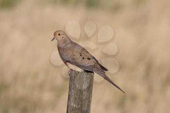 Mourning Dove perched on fence post