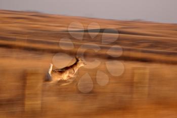 Blurred image of White tailed Deer leaping over fence