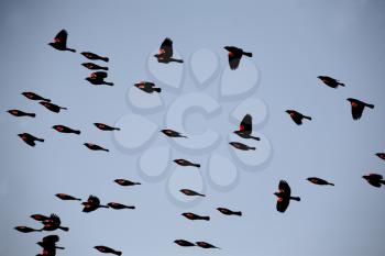 Red winged Blackbirds in fllight