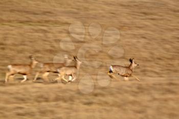 Small herd of Mule Deer bounding across a field