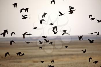 Flock of Blackbirds in flight