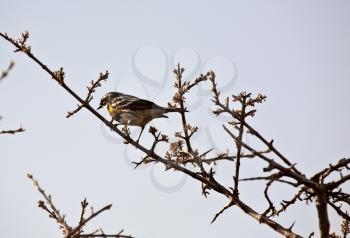 Warbler perched on thin branch