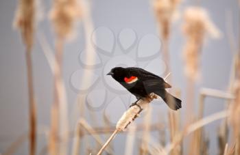 Red winged Blackbird on cattail