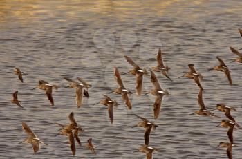 Long billed Dowitcher in patterned flight