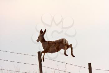 Mule Deer leaping over barbed wire fence