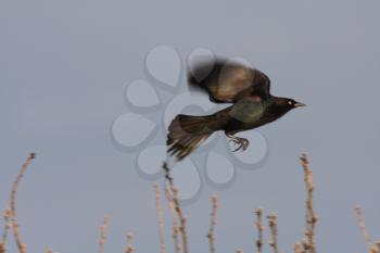 Brown headed Cowbird taking flight from branch