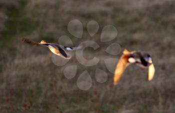 Blue winged Teal taking flight from pond