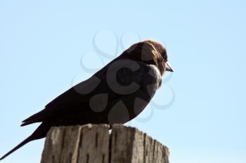 Brown headed Cowbird perched on post