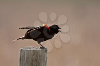 Red winged Blackbird perched on post